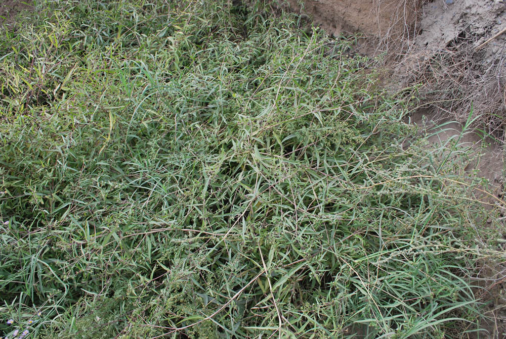 Image of Eclipta prostrata specimen.