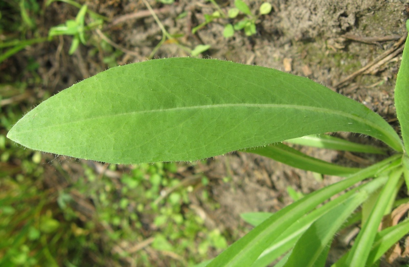 Изображение особи Pilosella lydiae.