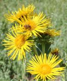 Inula helenium