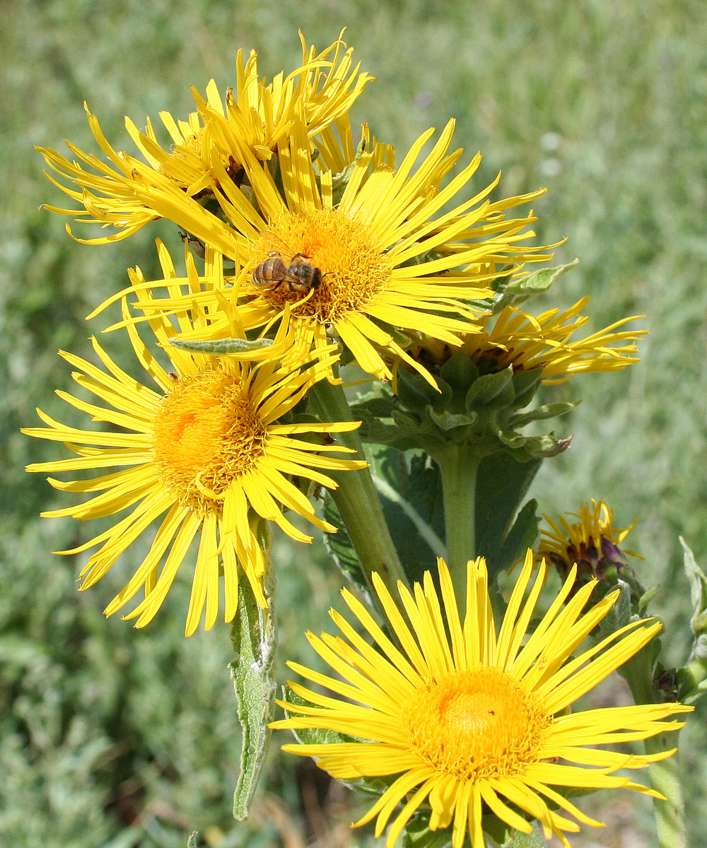 Изображение особи Inula helenium.