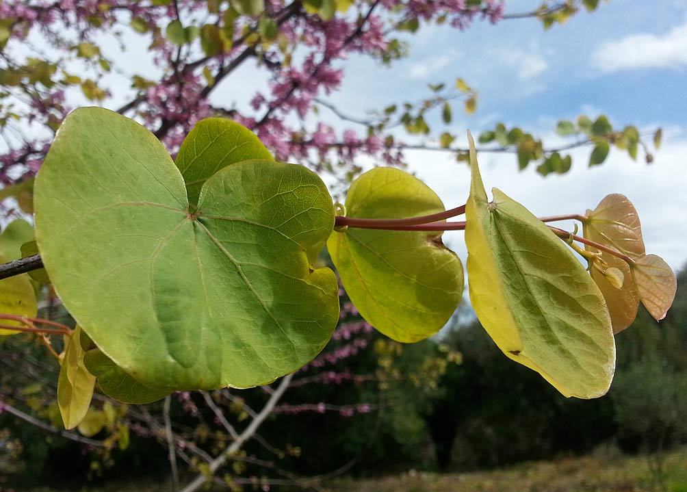 Image of Cercis siliquastrum specimen.