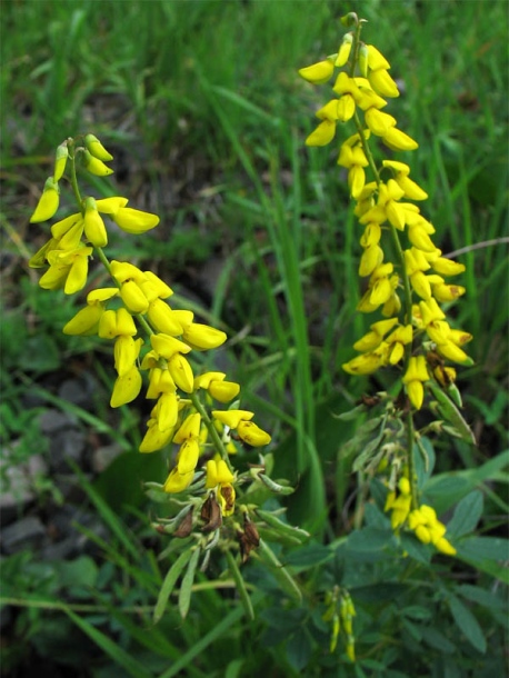 Изображение особи Lembotropis nigricans.