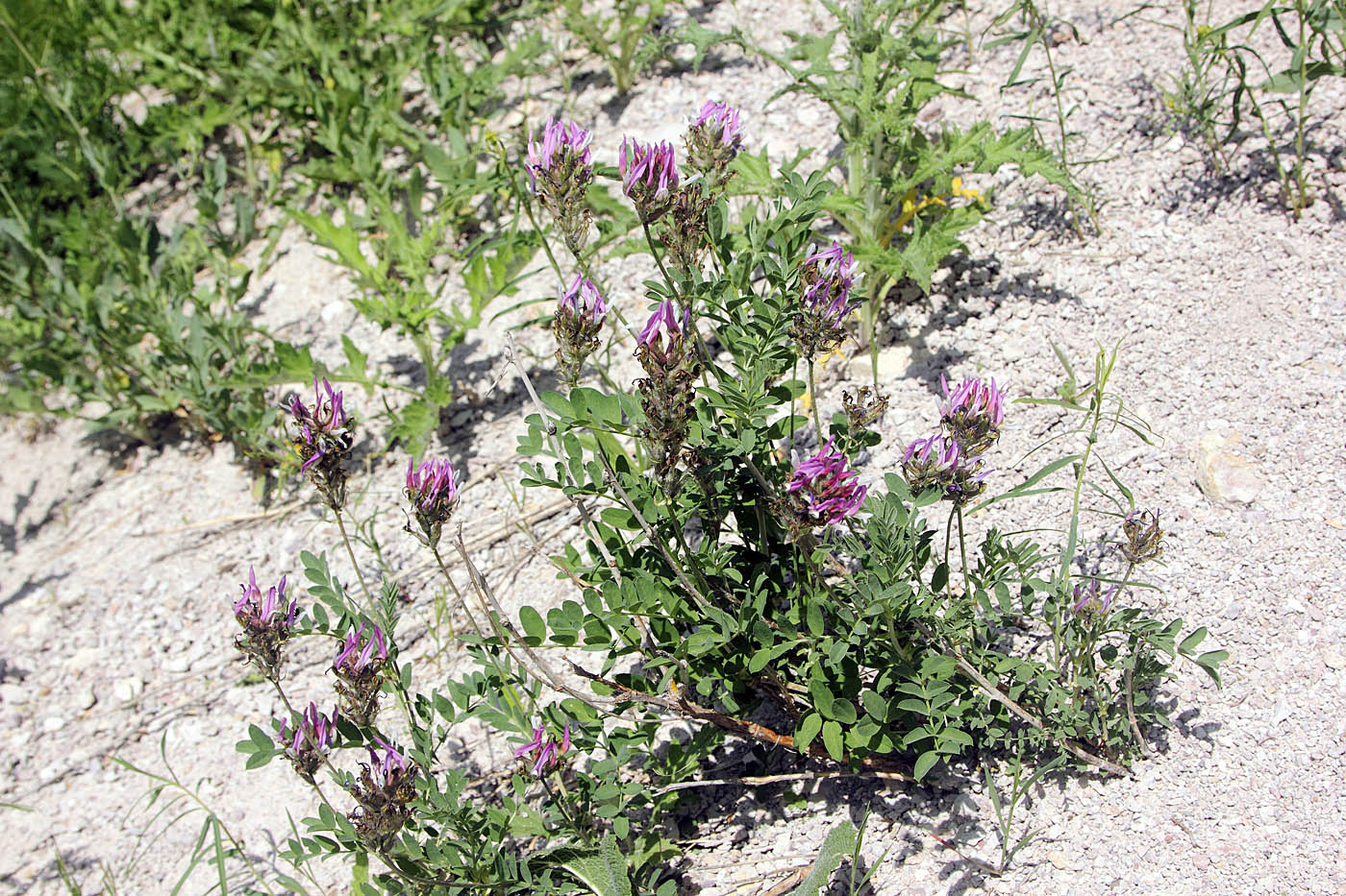 Изображение особи Astragalus ugamicus.