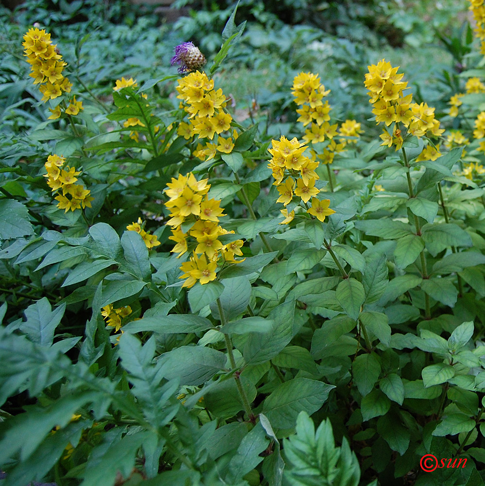 Изображение особи Lysimachia punctata.