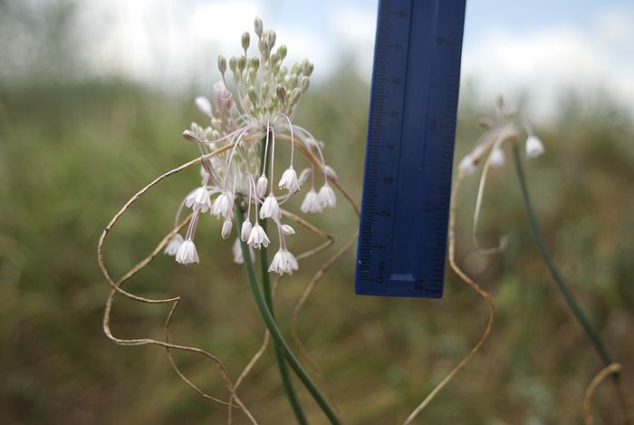 Изображение особи Allium podolicum.