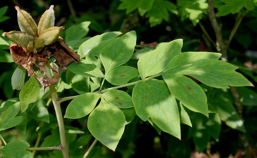 Image of Paeonia rockii specimen.