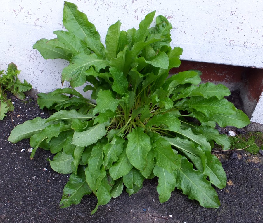 Image of Rumex longifolius specimen.