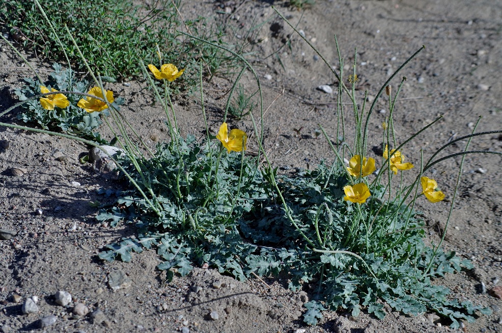 Image of Glaucium squamigerum specimen.