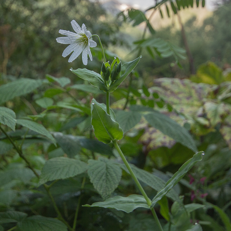 Image of Cerastium davuricum specimen.