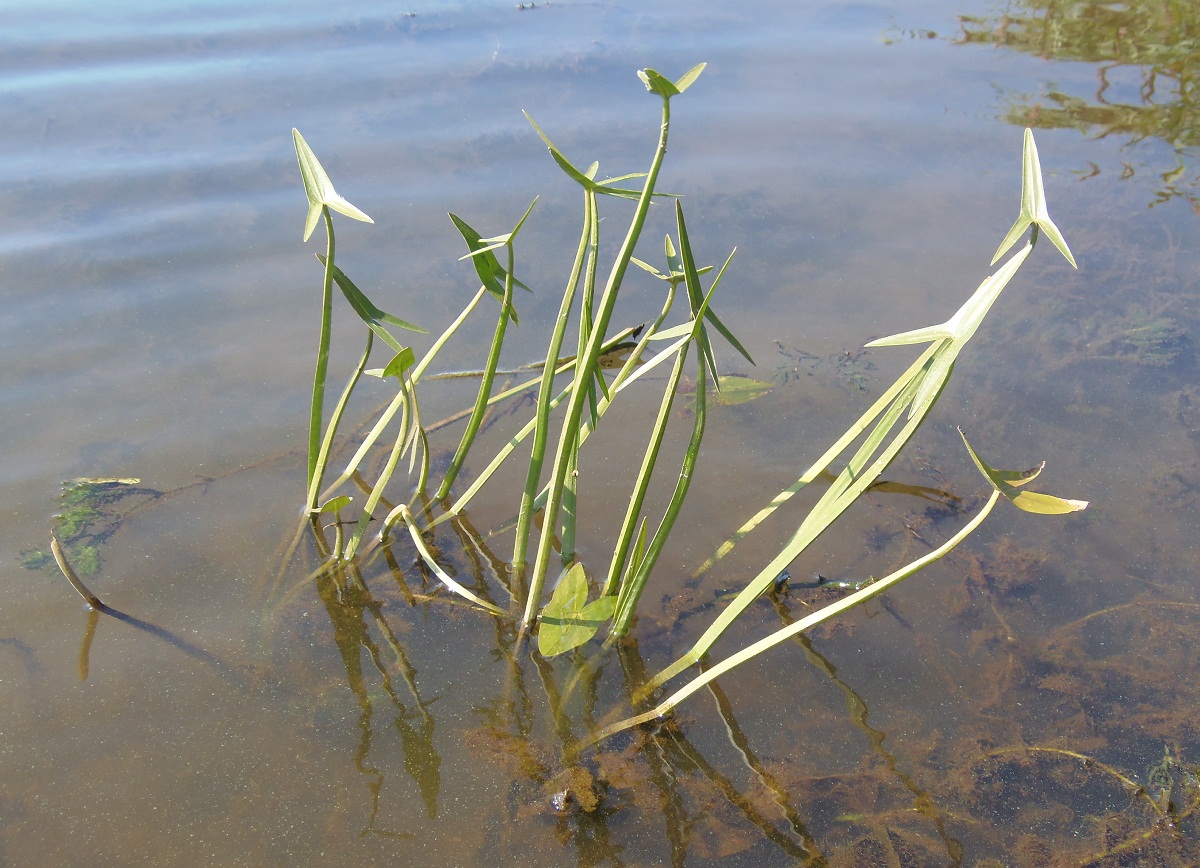 Image of Sagittaria sagittifolia specimen.