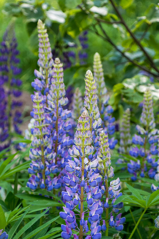 Image of Lupinus &times; regalis specimen.