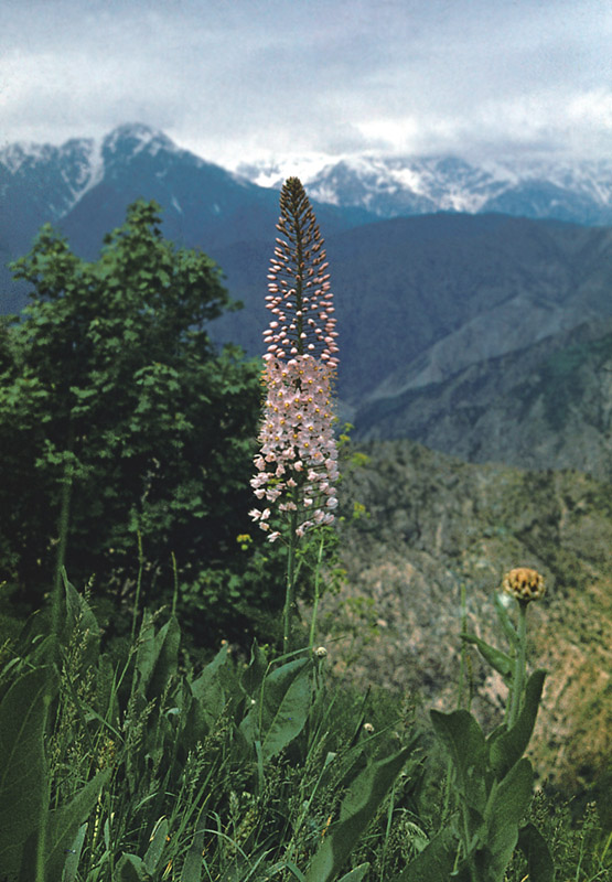 Изображение особи Eremurus aitchisonii.