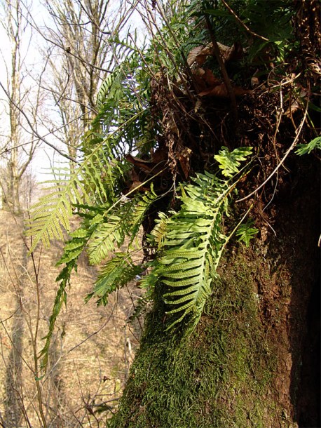 Изображение особи Polypodium cambricum.