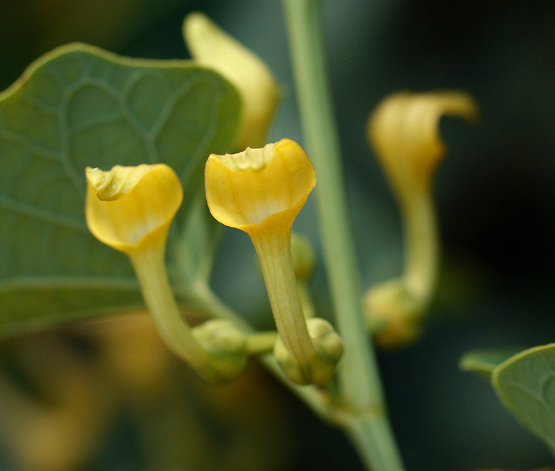 Image of Aristolochia clematitis specimen.