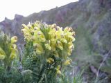 Pedicularis chroorrhyncha. Верхушки стеблей с соцветиями. Высота растений - 15-18 см. Северное Приэльбрусье, ≈ 2500 м н.у.м. Июнь 2008 г.