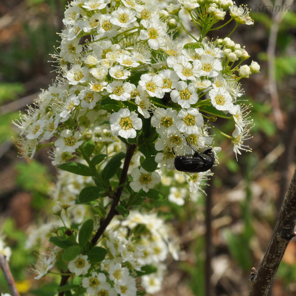 Изображение особи Spiraea sericea.