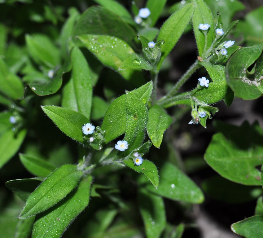 Image of Myosotis sparsiflora specimen.