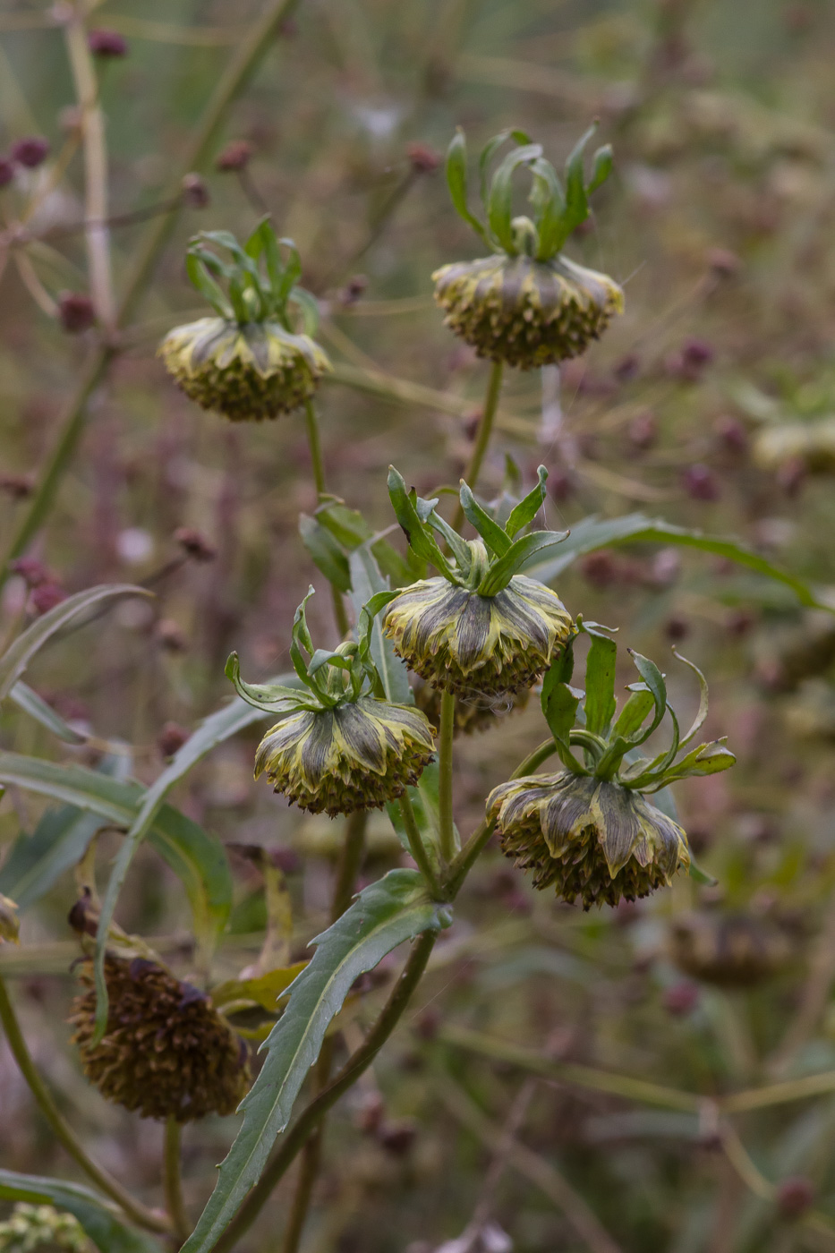 Image of Bidens cernua specimen.