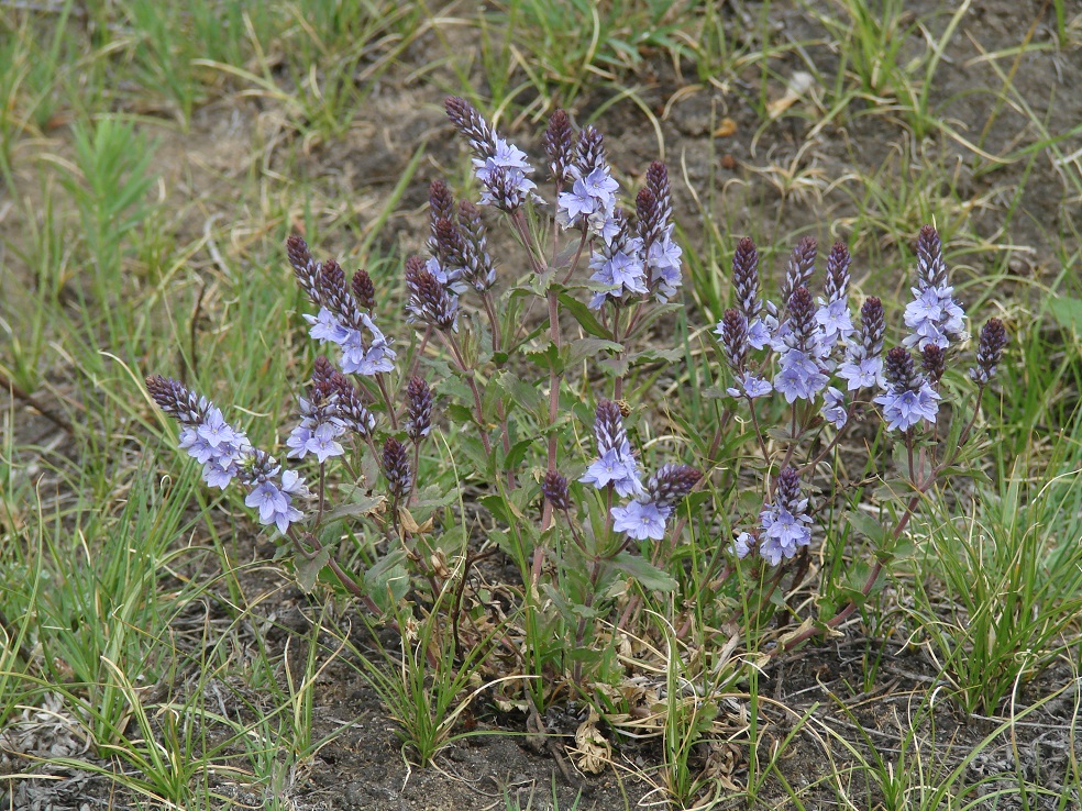 Image of Veronica prostrata specimen.