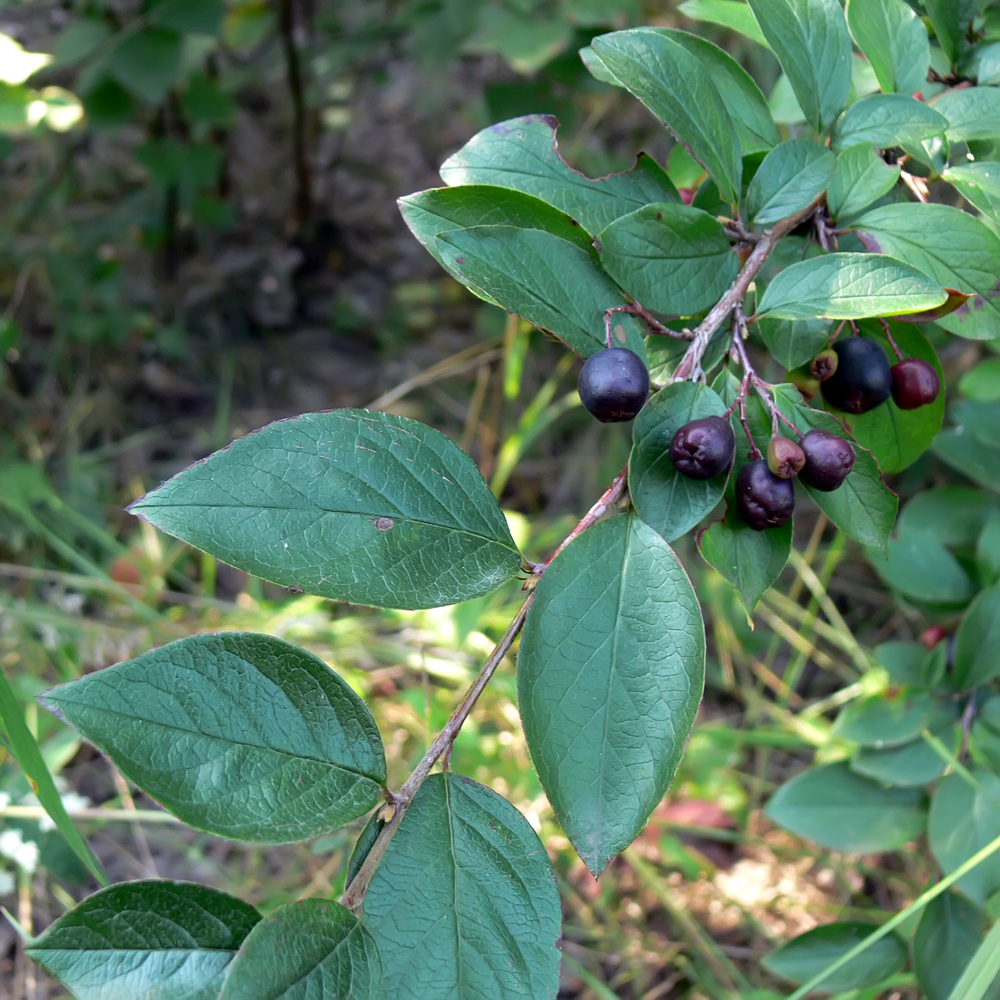 Image of Cotoneaster lucidus specimen.