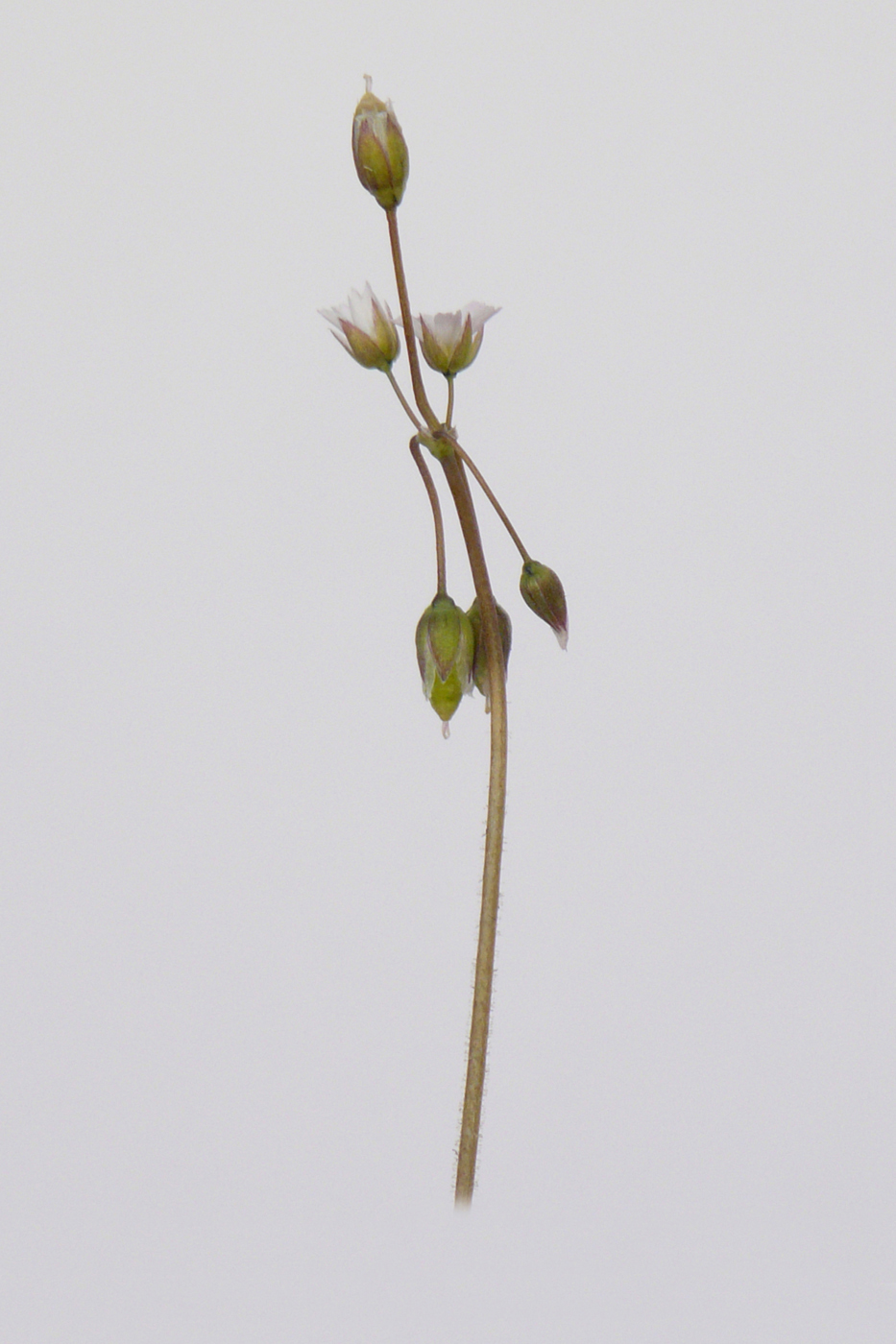 Image of Holosteum umbellatum specimen.