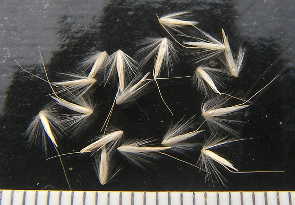 Image of Calamagrostis teberdensis specimen.