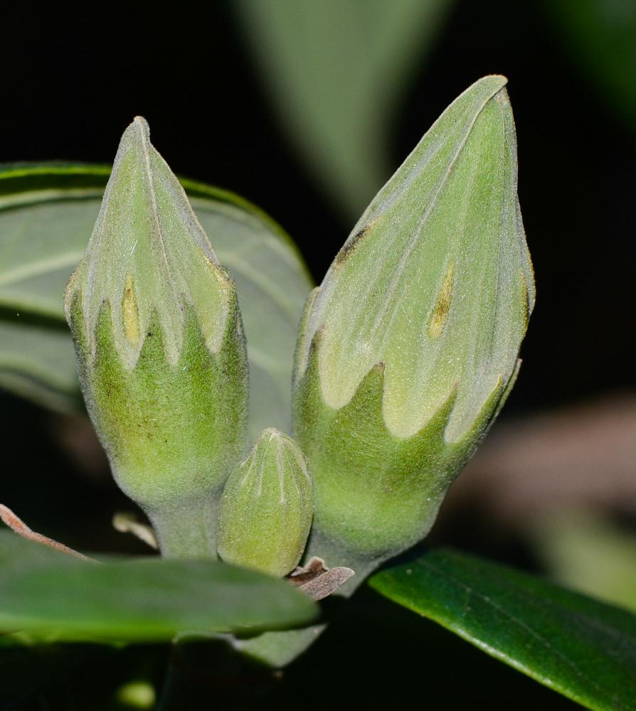 Image of Hibiscus elatus specimen.