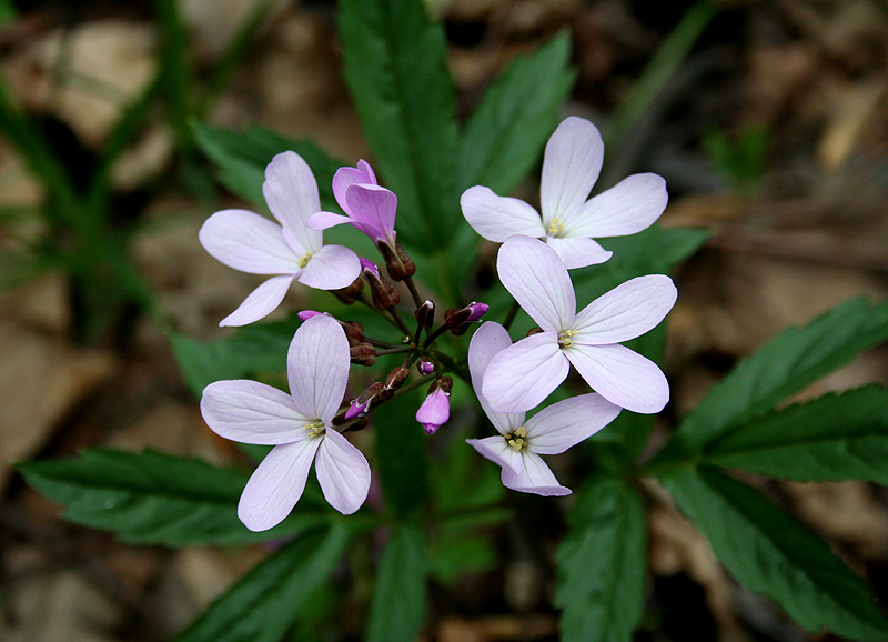 Изображение особи Cardamine quinquefolia.