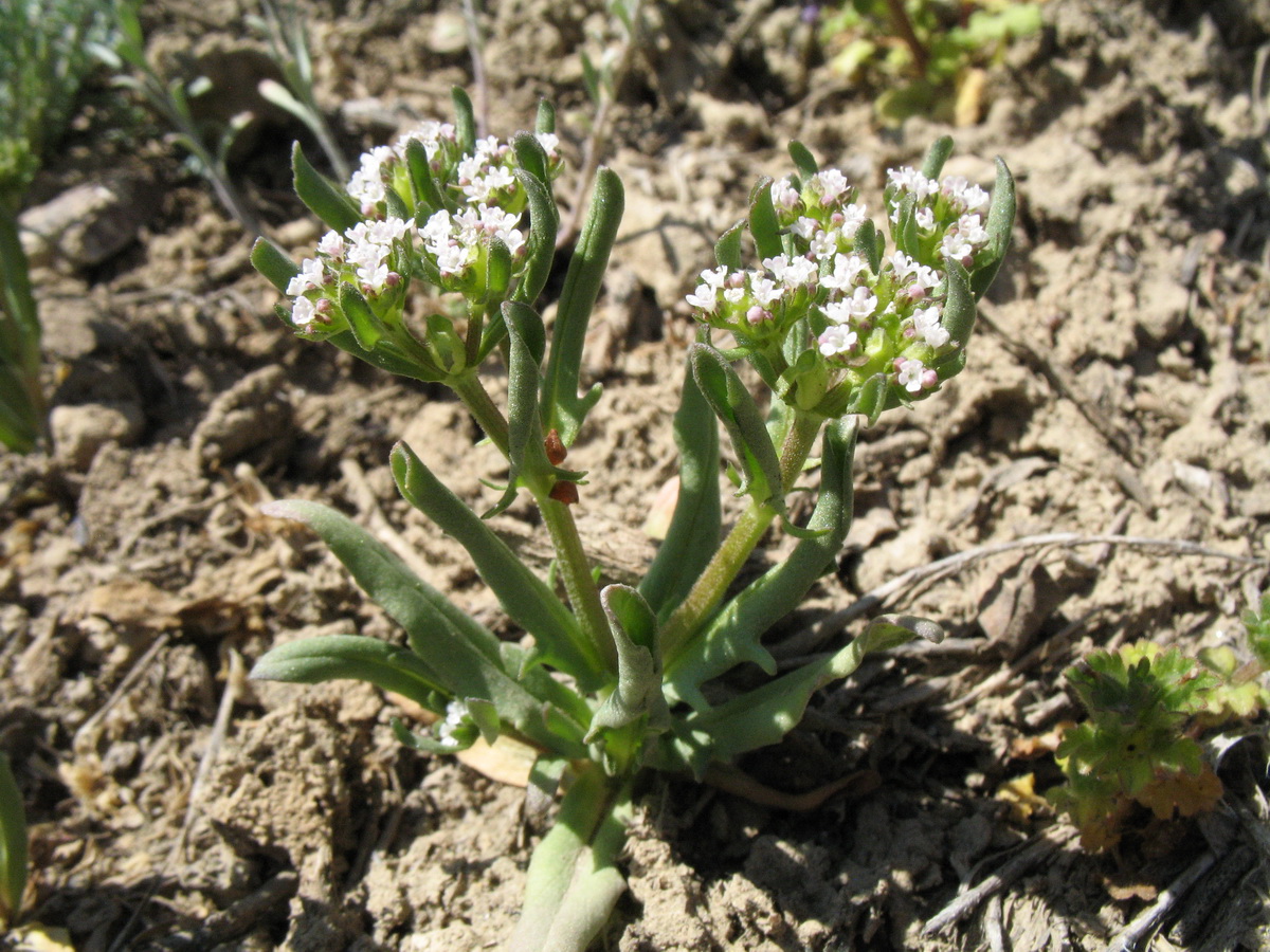 Изображение особи Valerianella szovitsiana.