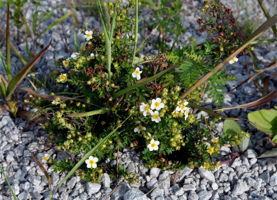 Image of Dasiphora glabrata specimen.