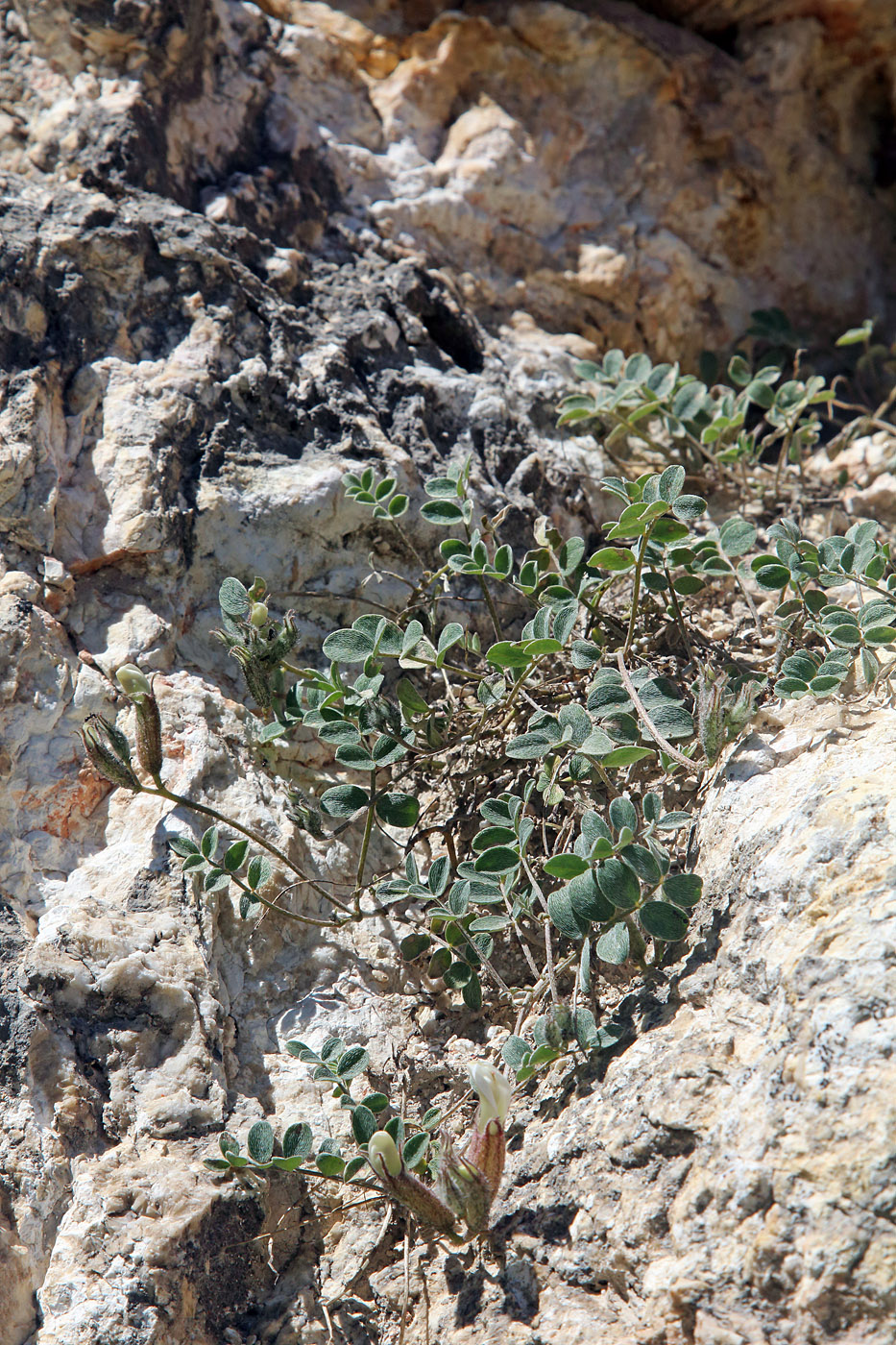 Изображение особи Astragalus abolinii.