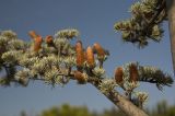 Cedrus atlantica. Часть ветви с микростробилами. Республика Крым, Малореченское, возле Храма-маяка. 14.11.2014.