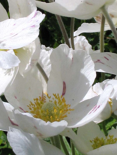 Image of Anemone sylvestris specimen.