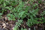 Asplenium adiantum-nigrum. Вайи. Республика Адыгея, г. Майкоп, южная окраина города, хребет Нагиеж-Уашх, дубово-буково-грабовый лес. 03.07.2016.