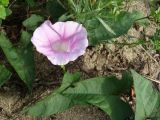 Calystegia inflata