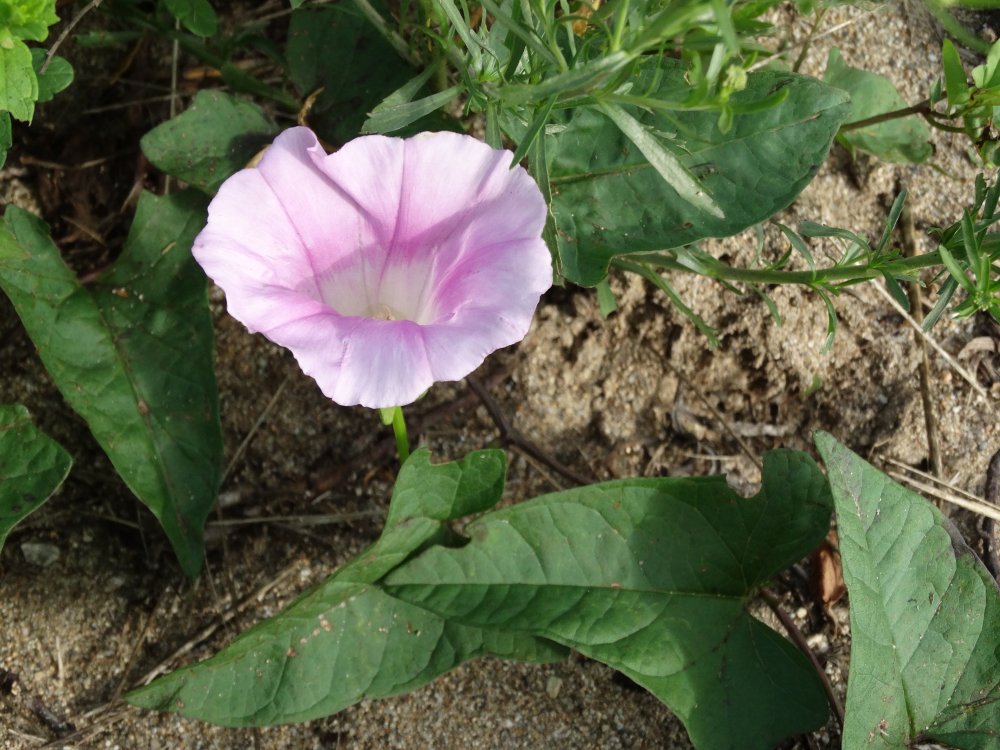 Image of Calystegia inflata specimen.