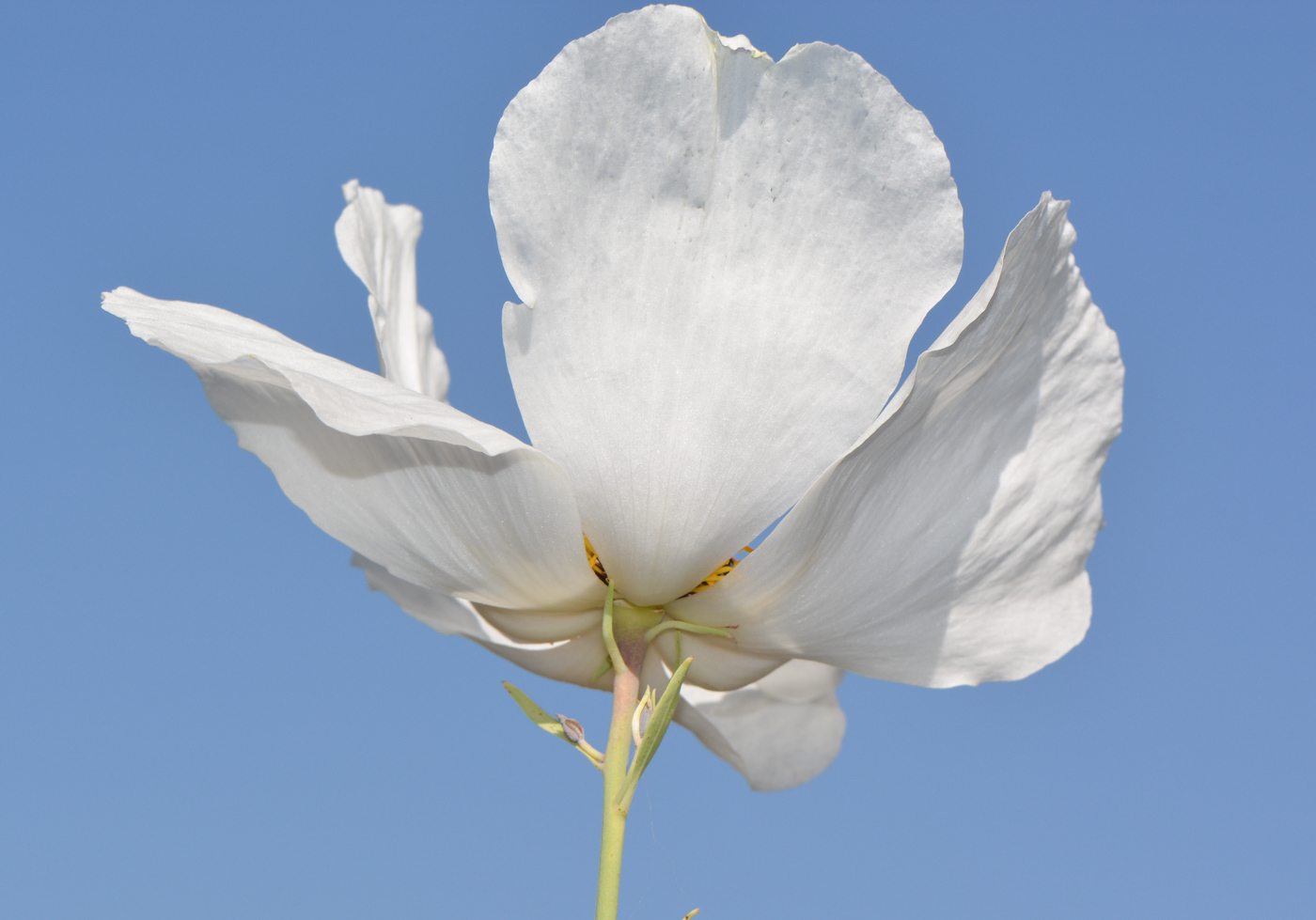 Изображение особи Romneya coulteri.