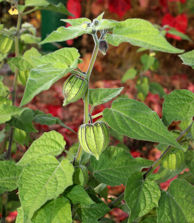 Image of Physalis peruviana specimen.