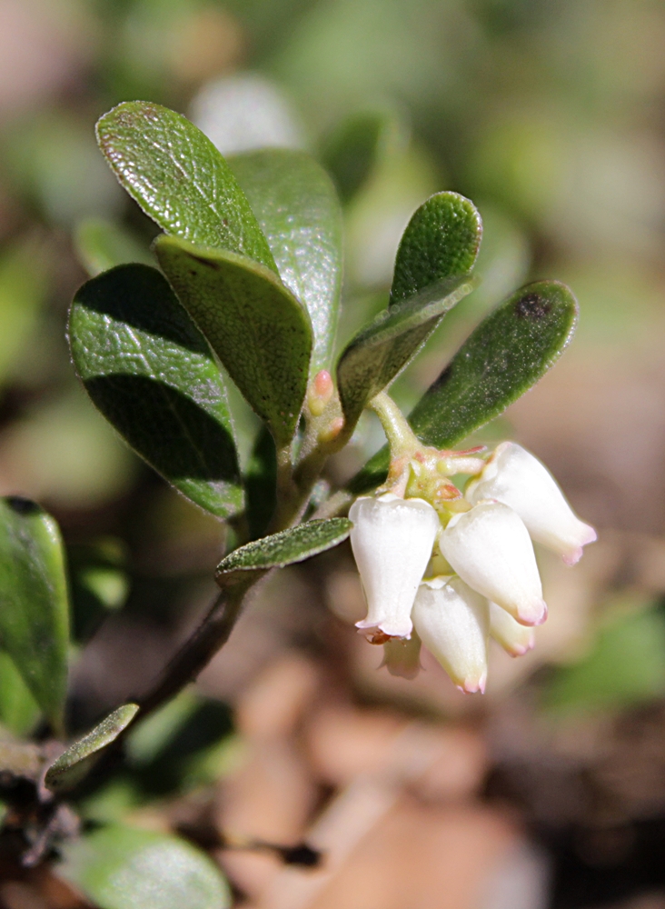 Изображение особи Arctostaphylos uva-ursi.