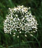 Allium decipiens. Соцветие (вид сбоку). Украина, Донецкая обл., Володарский р-н, заповедник \"Каменные Могилы\". 1 июня 2002 г.