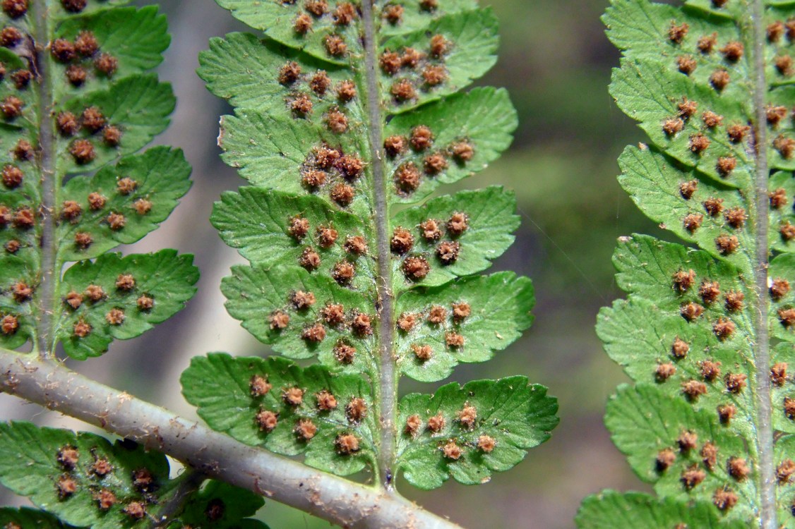 Image of Dryopteris filix-mas specimen.