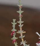 Salsola oppositifolia