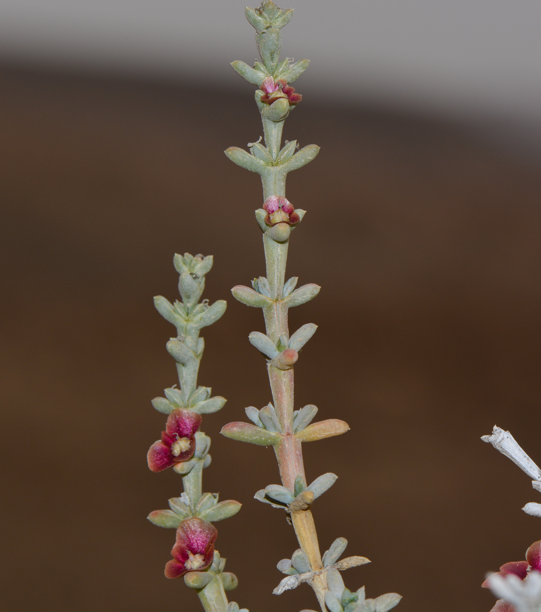 Image of Salsola oppositifolia specimen.