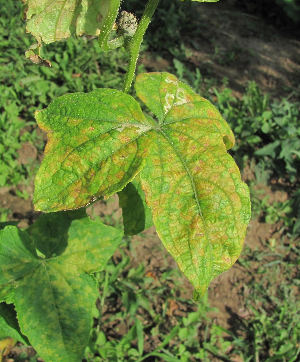 Изображение особи Cucumis sativus.