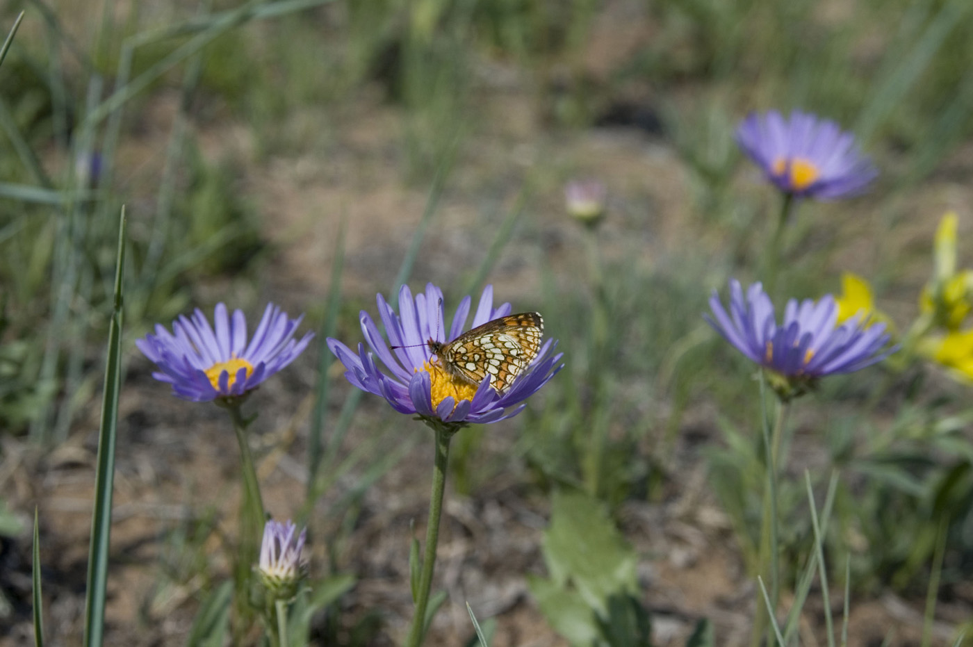 Image of Aster alpinus specimen.