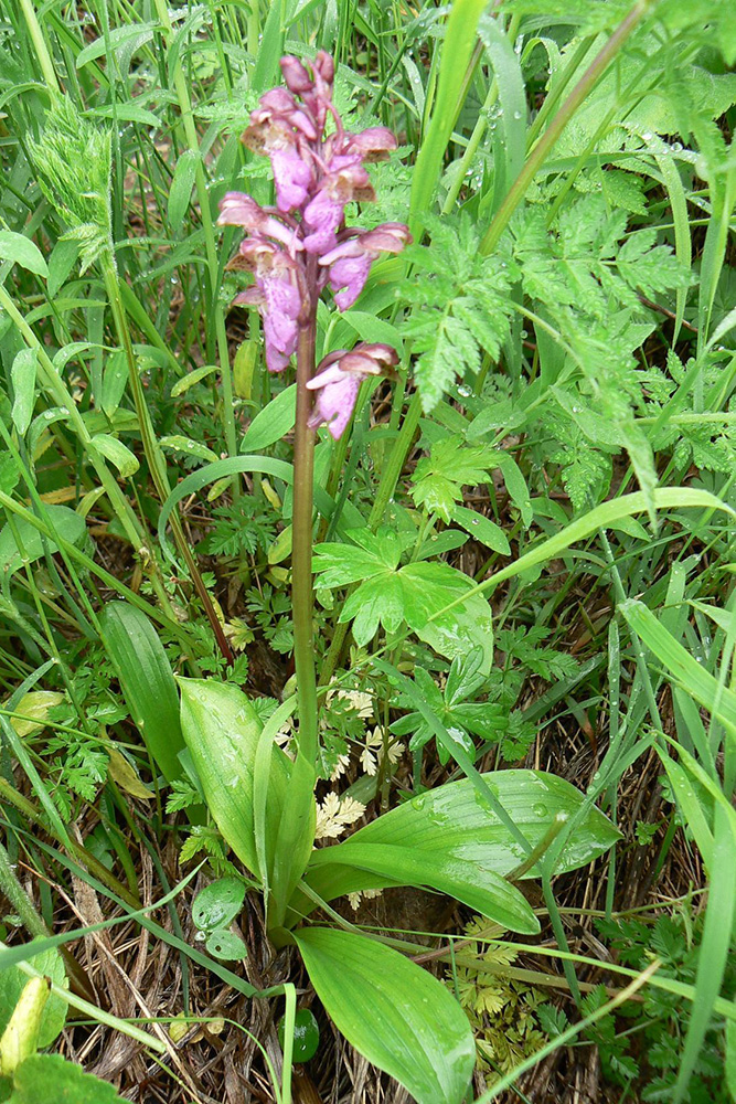 Image of Orchis spitzelii specimen.