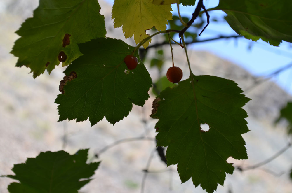 Изображение особи род Crataegus.