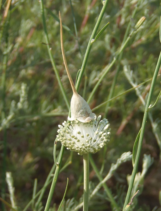 Image of Allium guttatum specimen.