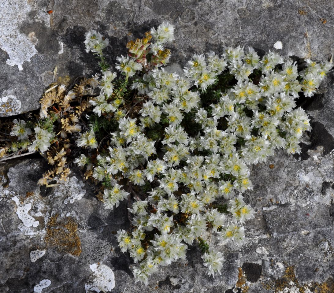 Image of genus Paronychia specimen.