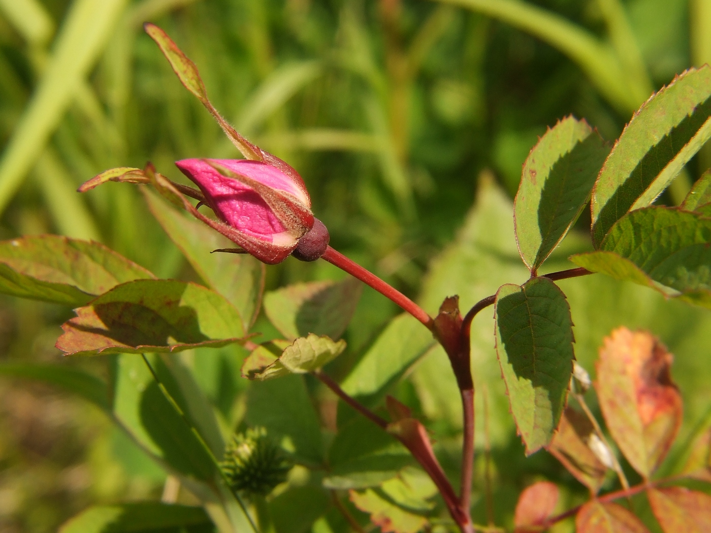 Изображение особи Rosa amblyotis.